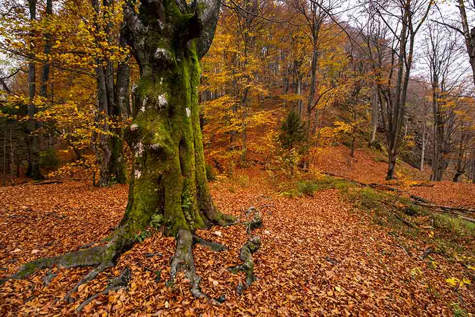 10 lugares para disfrutar del otoño en las Rías Baixas